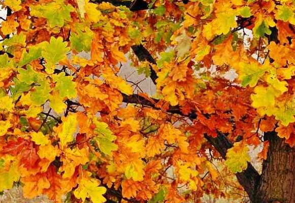 Kominek w kolorach jesieni